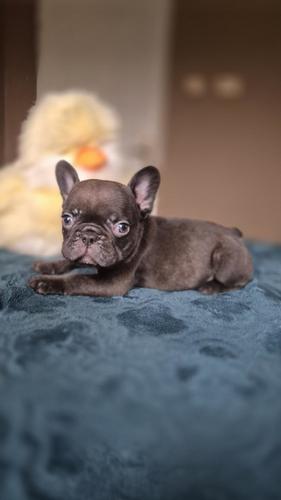 Francuski buldog štenci - Merle Choco