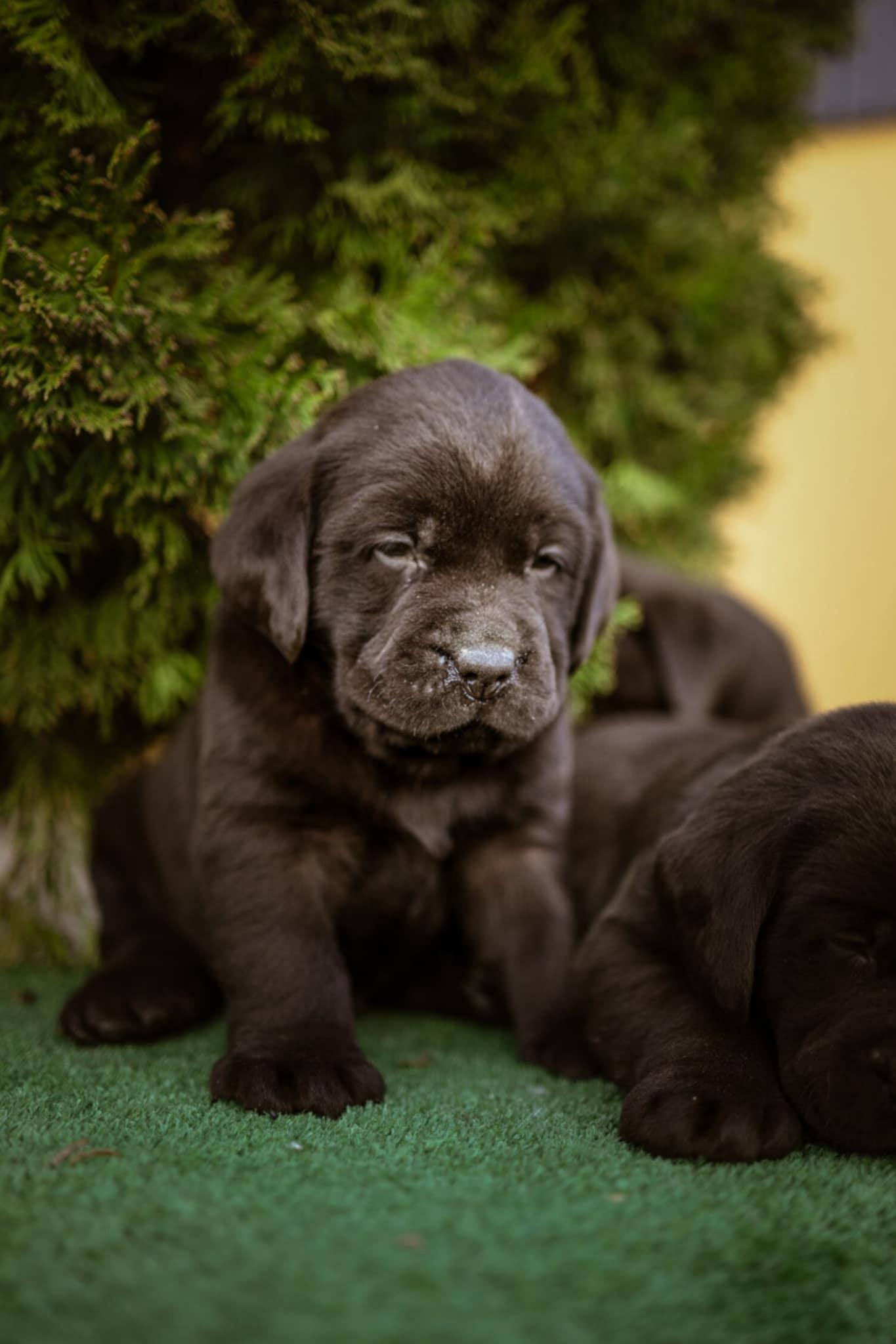 Labrador-retriver-braon-štenci