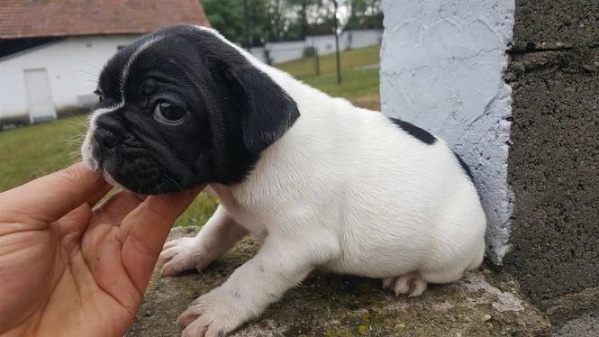 Francuski buldog štenci