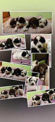 Lagotto romagnolo