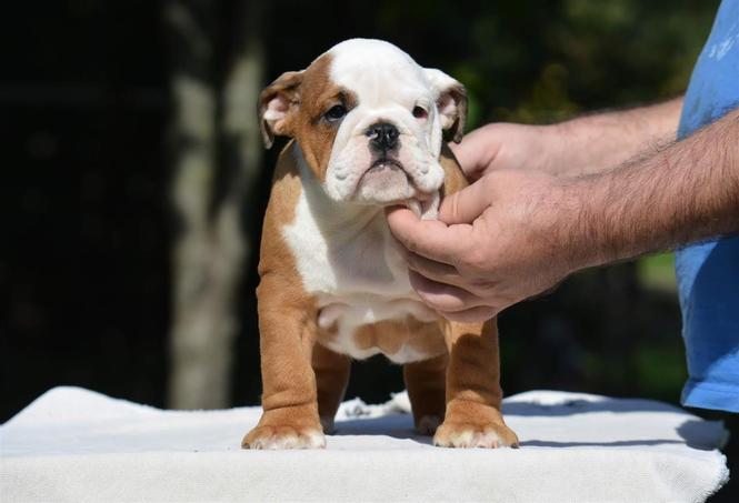 Engleski buldog