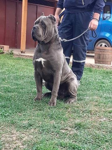Cane corso štenci