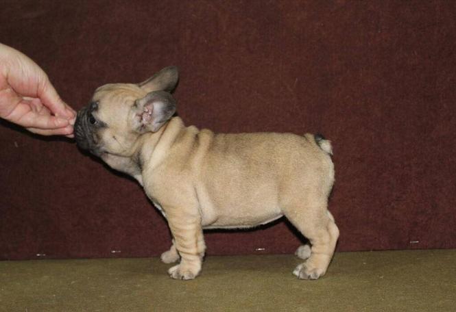 Francuski Buldog