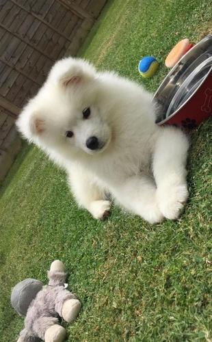 Samoyed Puppy Za prodaju