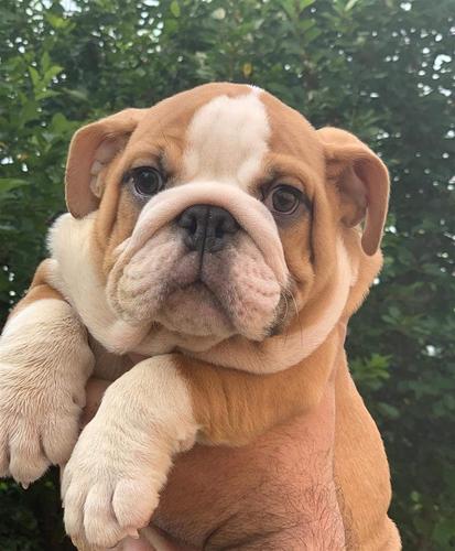 Engleski Buldog