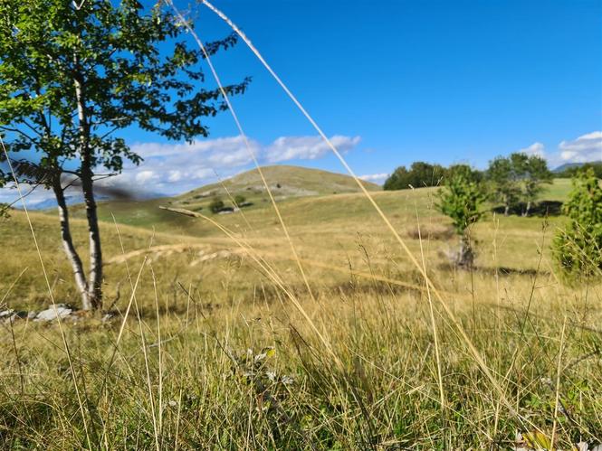 Prodaja planinica