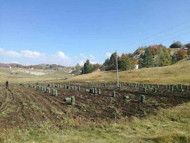 Planiski krompir