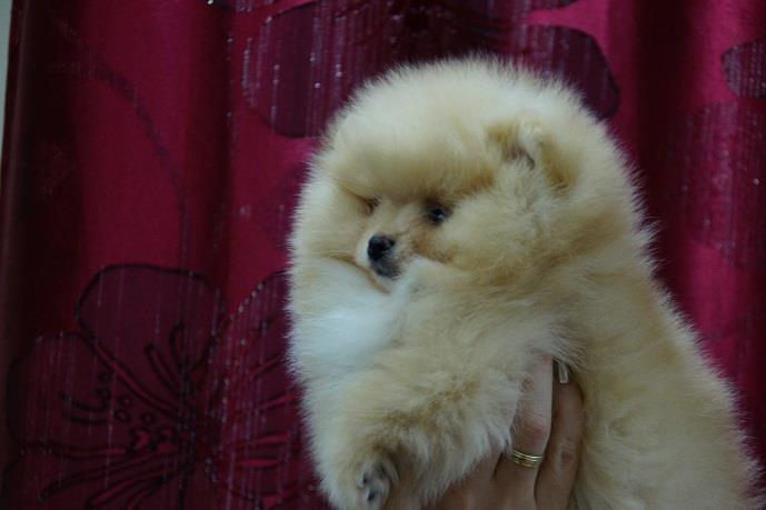 Pomeranski-špic-Pomeranac-Pomeranian-Boo-štenci