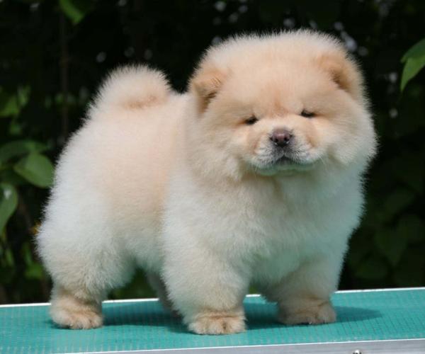 Chow Chow Cau Cau Čau Čau