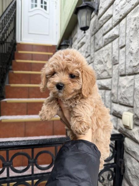 Maltipoo-vrhunske-genetike