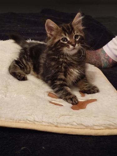 Prelepa Maine Coon Kitten