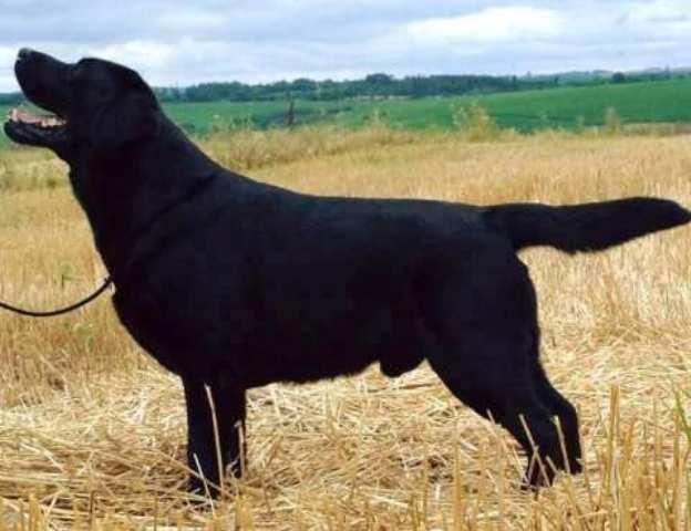 Labrador-retriver--vrhunsko-leglo