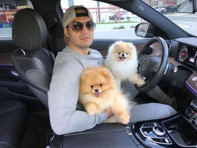 Pomeranac-Boo-medvedic