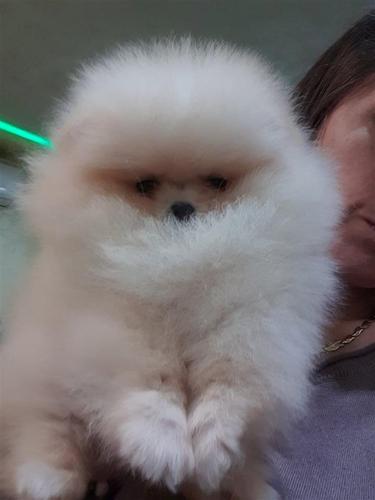  Lola Stefijano pomeranians