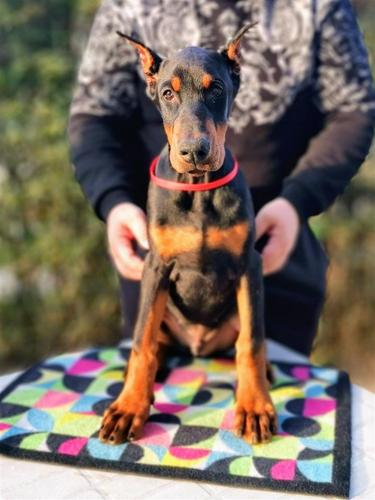 DOBERMAN PRVOBIRANO MUŠKO ŠTENE 
