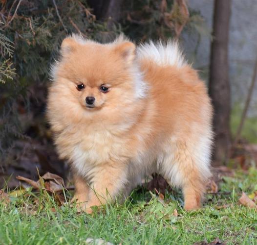 Pomeranac muško štene