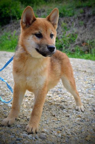 Shiba Inu štenci