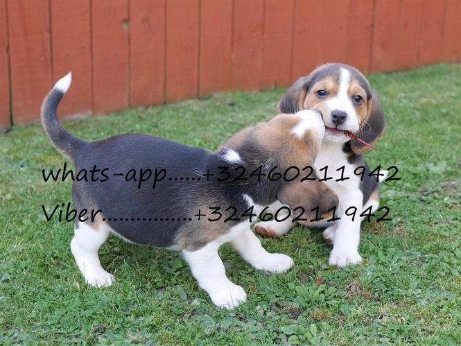 Beagle štenci sa pedigreom.