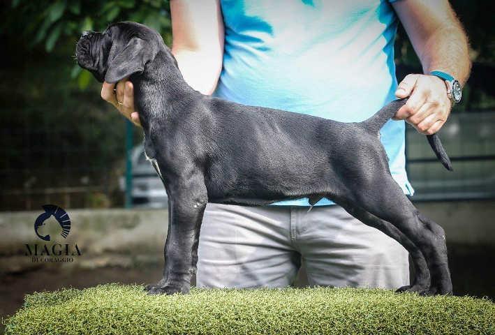 CANE-CORSO-stenci-vrhunskog-kvaliteta