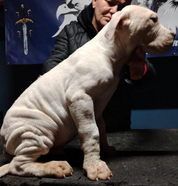 Dogo-Argentino-štenci