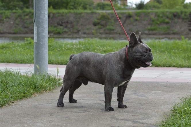 Francuski buldog