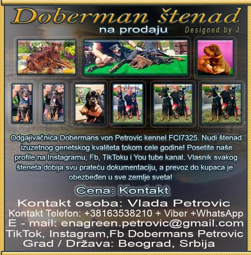 Doberman
