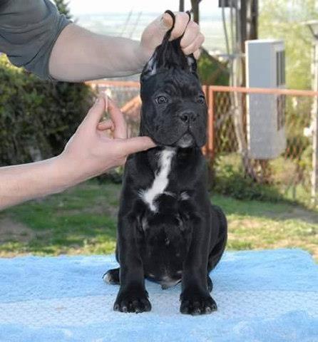CANE-CORSO---stenci-vrhunskog-kvaliteta
