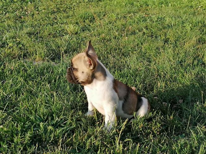 Francuski buldog štenci