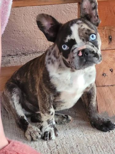 Francuski buldog