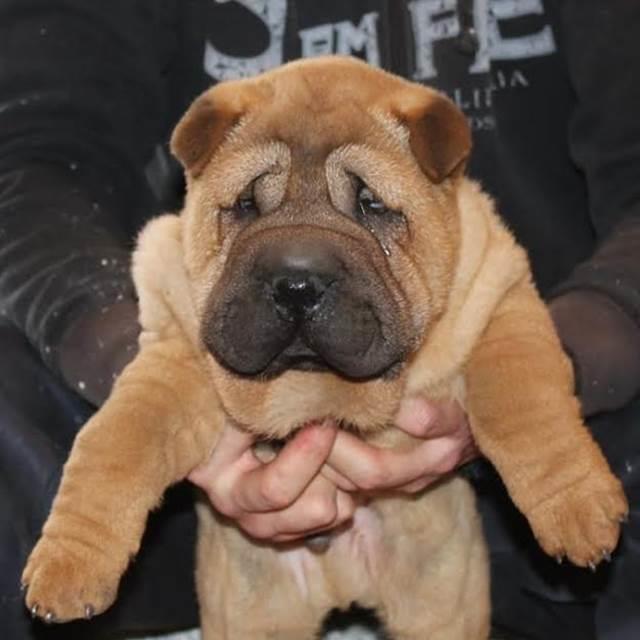 Shar-Pei-musko-stene-