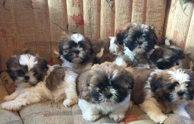 Shih - Tzu Štenci spremni sada