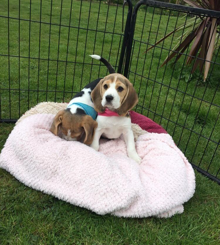 Beagle-štenci-dostupni-za-prodaju
