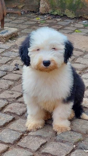 Bobtail--vrhunska-dva-mužjaka-