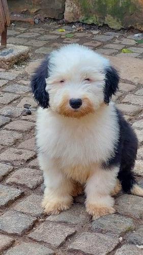 Bobtail, vrhunska dva mužjaka 