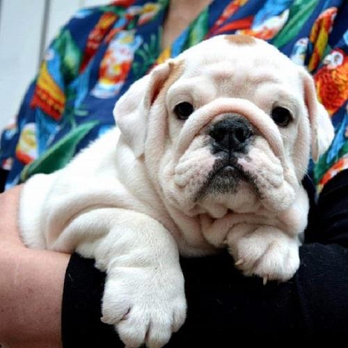 Engleski Buldog 