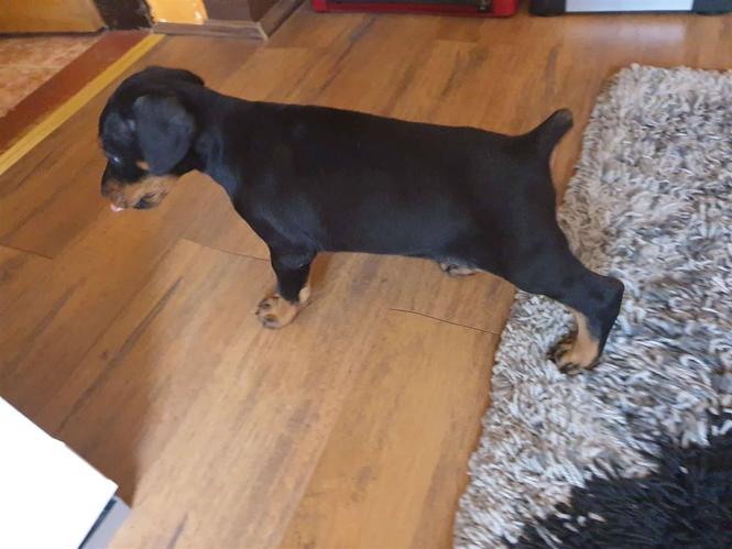 Doberman štenci