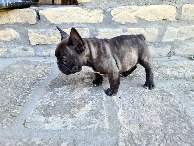 Francuski buldog -M- 10 nedelja
