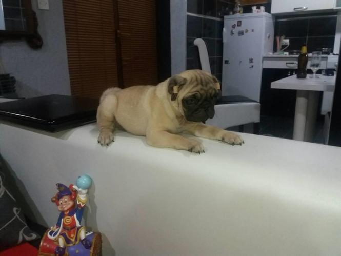 Mops vrhunski muški štenci