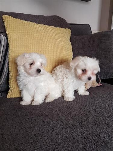 Prekrasna Cuddly "MALTESE TERRIER