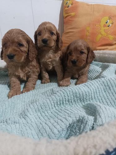 Cockapoo