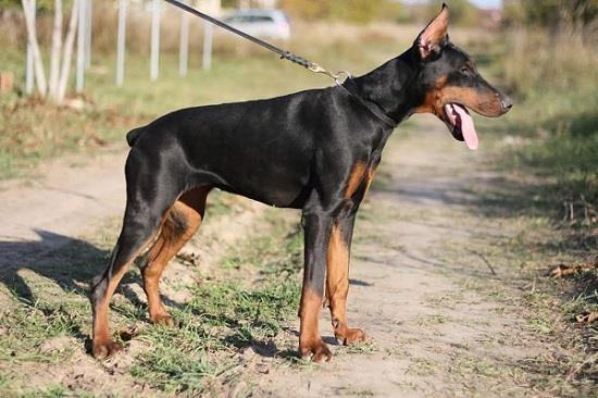 Doberman ženka