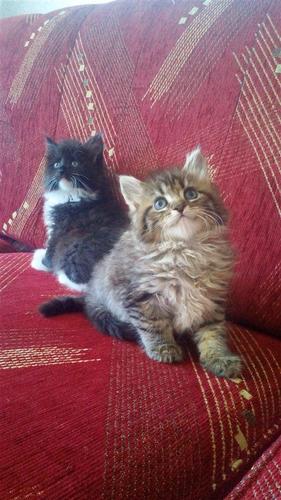 Maine coon mace