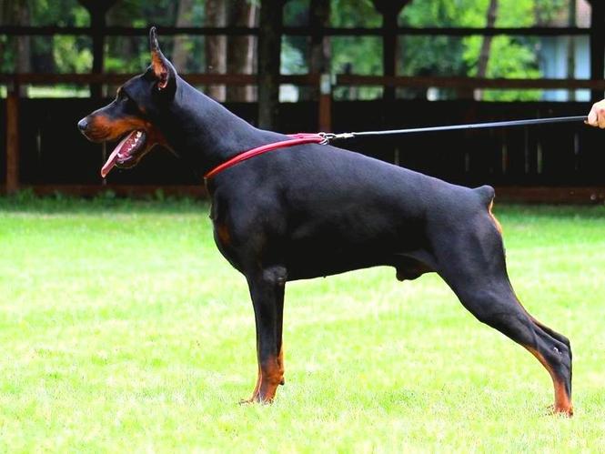Doberman štenad