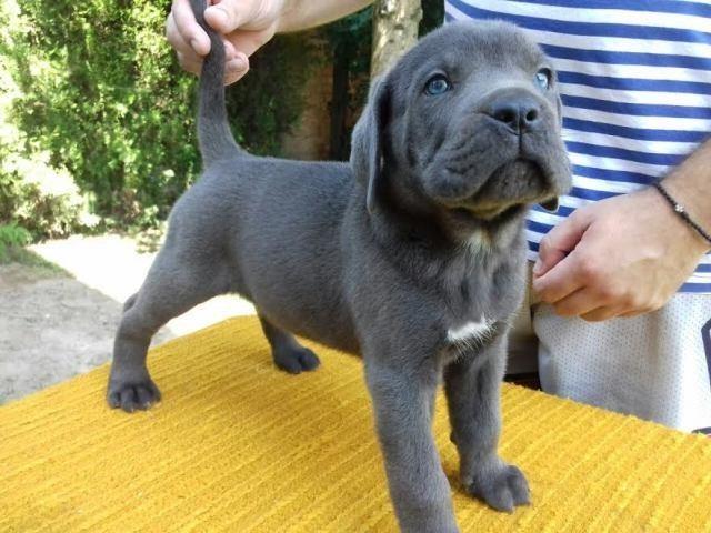 CANE CORSO štenci 