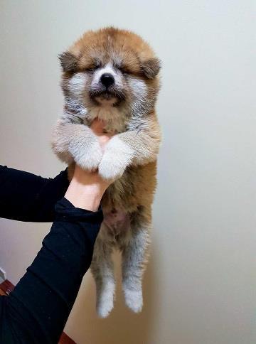 AKITA-INU-stenci
