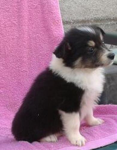 Border Collie, štenad