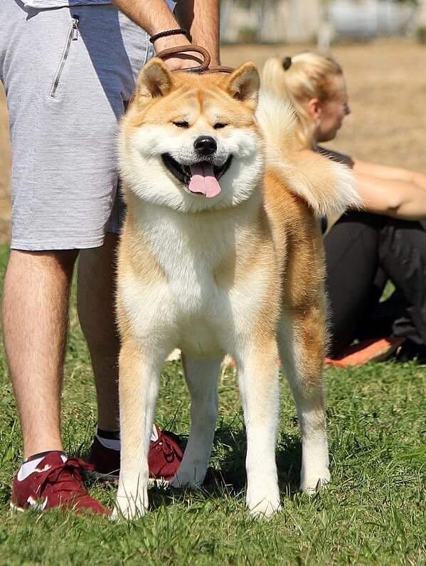 Japanska-akita-štenci