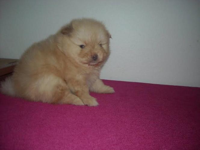 Pomeranski spic BOO 