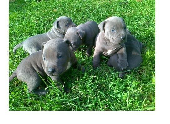 Zdravi štenci Pitbull Blueline