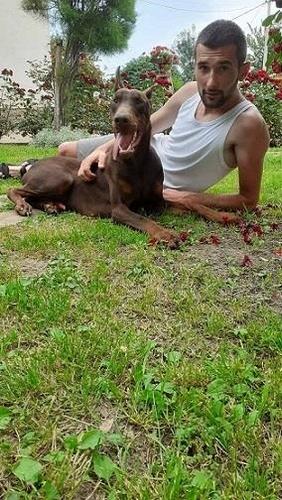 Doberman